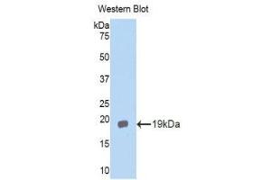 Western Blotting (WB) image for anti-Interleukin 11 Receptor, alpha (IL11RA) (AA 194-329) antibody (ABIN3203901) (IL11RA 抗体  (AA 194-329))