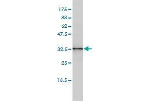 Western Blotting (WB) image for anti-Centromere Protein K (CENPK) (AA 1-269) antibody (ABIN566234)