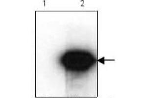 Western Blotting (WB) image for anti-HA-Tag antibody (ABIN1107475)
