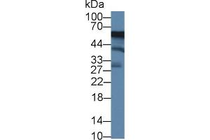 Western Blot; Sample: Human K562 cell lysate; Primary Ab: 1µg/ml Rabbit Anti-Mouse ACP6 Antibody Second Ab: 0.