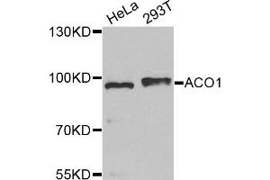 Western Blotting (WB) image for anti-Aconitase 1 (ACO1) antibody (ABIN1877037) (Aconitase 1 抗体)