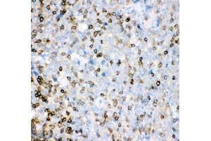 Anti-IL-16 antibody, (ABIN3043243), IHC(P)IHC(P): Human Tonsil Tissue