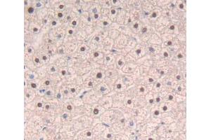 Used in DAB staining on fromalin fixed paraffin- embedded liver tissue (SRSF1 抗体  (AA 16-224))