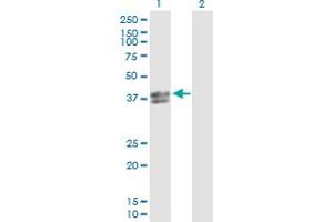 Western Blot analysis of INHBE expression in transfected 293T cell line by INHBE MaxPab polyclonal antibody. (INHBE 抗体  (AA 1-350))