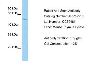 Western Blotting (WB) image for anti-Syntaphilin (SNPH) (N-Term) antibody (ABIN971741) (Syntaphilin 抗体  (N-Term))