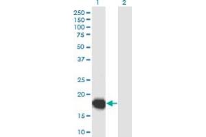 Western Blot analysis of UBL4B expression in transfected 293T cell line by UBL4B monoclonal antibody (M04), clone 3B2. (UBL4B 抗体  (AA 1-174))
