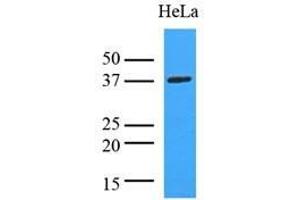 Cell lysates of HeLa (35 ug) were resolved by SDS-PAGE, transferred to nitrocellulose membrane and probed with anti-human LDHA (1:8000).
