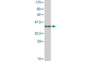 Western Blot detection against Immunogen (37. (APOH 抗体  (AA 236-345))