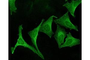 Immunocytochemistry (ICC) image for anti-Calnexin (CANX) (C-Term) antibody (ABIN361827)