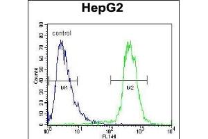 ATP13A3 Antibody (N-term) (ABIN652119 and ABIN2840555) flow cytometric analysis of HepG2 cells (right histogram) compared to a negative control cell (left histogram). (ATP13A3 抗体  (N-Term))
