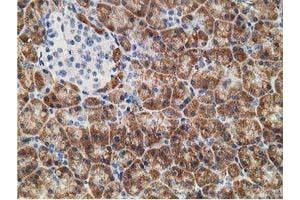 Immunohistochemical staining of paraffin-embedded Human pancreas tissue using anti-NDUFA7 mouse monoclonal antibody. (NDUFA7 抗体)