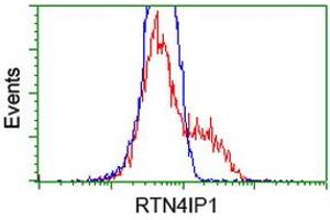 HEK293T cells transfected with either RC202957 overexpress plasmid (Red) or empty vector control plasmid (Blue) were immunostained by anti-RTN4IP1 antibody (ABIN2454317), and then analyzed by flow cytometry. (RTN4IP1 抗体)