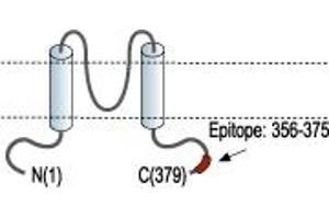anti-Potassium Inwardly-Rectifying Channel, Subfamily J, Member 10 (KCNJ10) (AA 356-375), (C-Term), (Intracellular) antibody