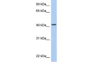 WB Suggested Anti-ARID3C Antibody Titration:  0. (ARID3C 抗体  (C-Term))