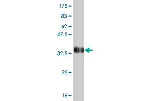 Western Blot detection against Immunogen (35. (PBX3 抗体  (AA 342-434))