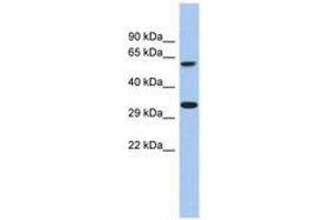 Image no. 1 for anti-Calcium Homeostasis Modulator 3 (CALHM3) (AA 251-300) antibody (ABIN6743960) (CALHM3 抗体  (AA 251-300))