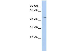 WB Suggested Anti-EIF3E Antibody Titration:  0. (EIF3E 抗体  (Middle Region))