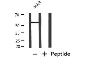 Western blot analysis of extracts from HepG2, using NAMPT Antibody. (NAMPT 抗体  (C-Term))