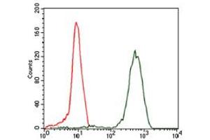 Image no. 5 for anti-Eukaryotic Translation Initiation Factor 4B (EIF4B) antibody (ABIN1497978)