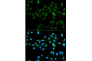 Immunofluorescence (IF) image for anti-Cytochrome P450, Family 11, Subfamily A, Polypeptide 1 (CYP11A1) (AA 40-320) antibody (ABIN1512804)