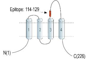 Representative domain view of the target of ABIN7581848.