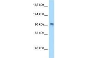 Image no. 1 for anti-Poly (ADP-Ribose) Polymerase Family, Member 8 (PARP8) (AA 754-803) antibody (ABIN6747975) (PARP8 抗体  (AA 754-803))