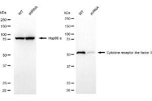 Western blotting analysis using cytokine receptor like factor 3 antibody (ABIN7798262). (CRLF3 抗体)