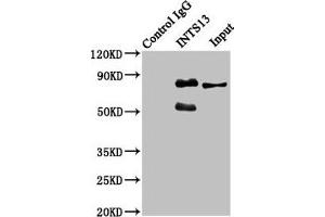 Immunoprecipitating INTS13 in Hela whole cell lysate Lane 1: Rabbit control IgG instead of ABIN7156405 in Hela whole cell lysate. (Integrator Complex Subunit 13 (INTS13) (AA 573-706) 抗体)