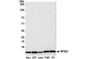 Western Blotting (WB) image for anti-Ribosomal Protein S21 (RPS21) (AA 1-50) antibody (ABIN7449913)