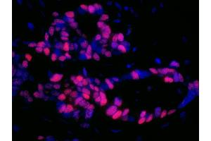 Immunofluorescence (IF) image for Donkey anti-Mouse IgG (Heavy & Light Chain) antibody (DyLight 550) - Preadsorbed (ABIN7446372)
