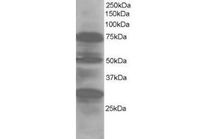 Image no. 1 for anti-LIM Domain 7 (LMO7) (AA 554-565) antibody (ABIN290107) (LMO7 抗体  (AA 554-565))
