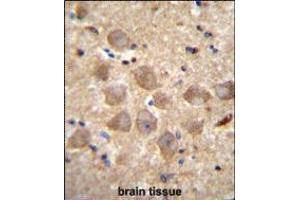 PCDHAC2 Antibody immunohistochemistry analysis in formalin fixed and paraffin embedded human brain tissue followed by peroxidase conjugation of the secondary antibody and DAB staining. (PCDHAC2 抗体  (AA 616-644))