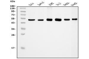 Western blot analysis of eRF1/ETF1 using anti-eRF1/ETF1 antibody (ABIN7602626).