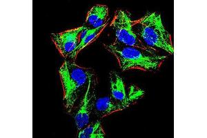 Immunofluorescence analysis of HeLa cells using PRDM1 mouse mAb (green). (PRDM1 抗体  (AA 690-825))