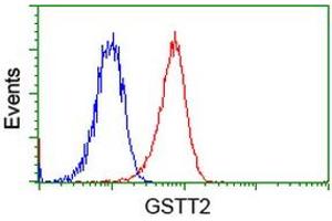 Image no. 2 for anti-Glutathione S-Transferase theta 2 (GSTT2) antibody (ABIN1498557) (GSTT2 抗体)