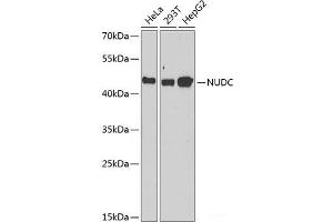 Western blot analysis of extracts of various cell lines using NUDC Polyclonal Antibody at dilution of 1:1000. (NUDC 抗体)