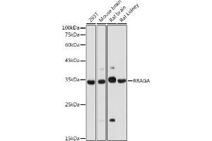Western blot analysis of extracts of various cell lines, using RRAGA antibody (ABIN7269878) at 1:1000 dilution. (RRAGA 抗体  (AA 1-160))
