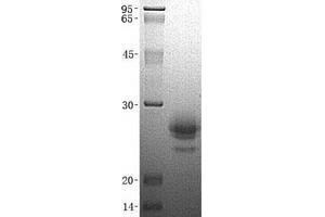Validation with Western Blot (CST7 蛋白)