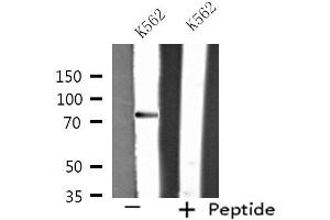 Western blot analysis of extracts from K562 cells, using RIN1 antibody. (RIN1 抗体  (C-Term))