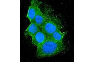 anti-BH3 Interacting Domain Death Agonist (BID) (AA 1-195) antibody