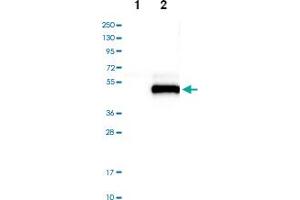 Western blot analysis of Lane 1: Negative control (vector only transfected HEK293T lysate), Lane 2: Over-expression lysate (Co-expressed with a C-terminal myc-DDK tag (~3. (SPARC 抗体)