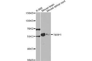 Western blot analysis of extracts of various cell lines, using TERF1 antibody. (TRF1 抗体)