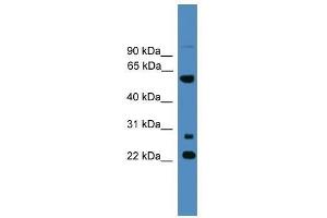 MNS1 antibody used at 0. (MNS1 抗体  (N-Term))