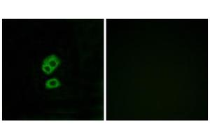 Immunofluorescence analysis of MCF-7 cells, using OR2T10 antibody. (OR2T10 抗体  (Internal Region))