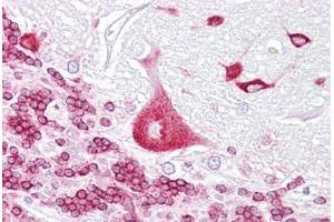 Anti-PURA antibody IHC staining of human brain, cerebellum. (PURA 抗体  (AA 108-157))
