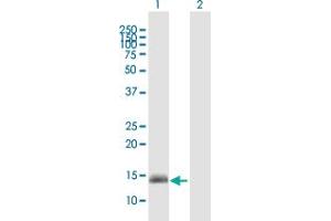 Western Blot analysis of GPR157 expression in transfected 293T cell line by GPR157 MaxPab polyclonal antibody.