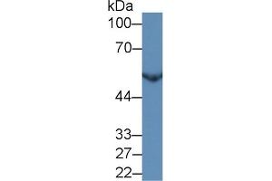 Western Blotting (WB) image for anti-Enolase 2 (Gamma, Neuronal) (ENO2) (AA 2-285) antibody (ABIN7427918)