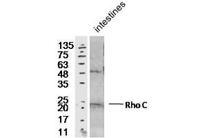 Mouse intesting lysates probed with Rabbit Anti-RhoC Polyclonal Antibody, Unconjugated  at 1:300 overnight at 4˚C. (RHOC 抗体  (AA 101-193))