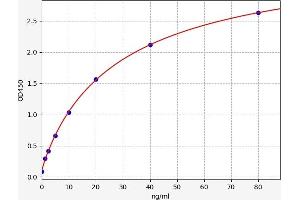 Secreted Frizzled-Related Protein 2 (SFRP2) ELISA Kit