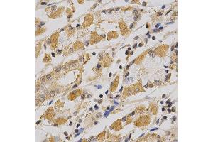Immunohistochemistry (IHC) image for anti-Protein Kinase, AMP-Activated, alpha 1 Catalytic Subunit (PRKAA1) (AA 1-300) antibody (ABIN3021788)